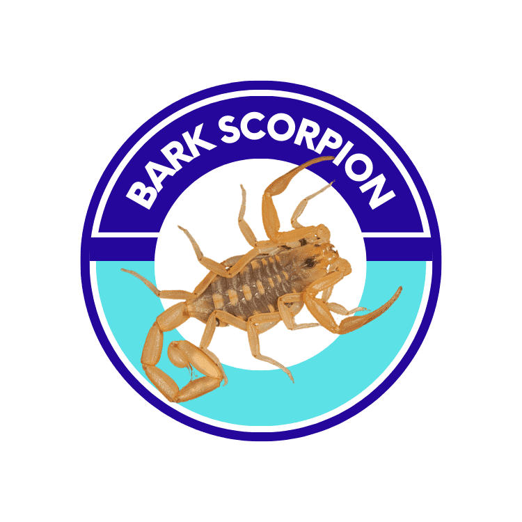 Bark Scorpion Control Maricopa Az