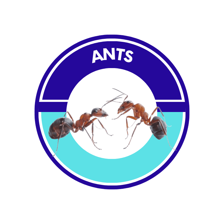 maricopa az ant pest contro