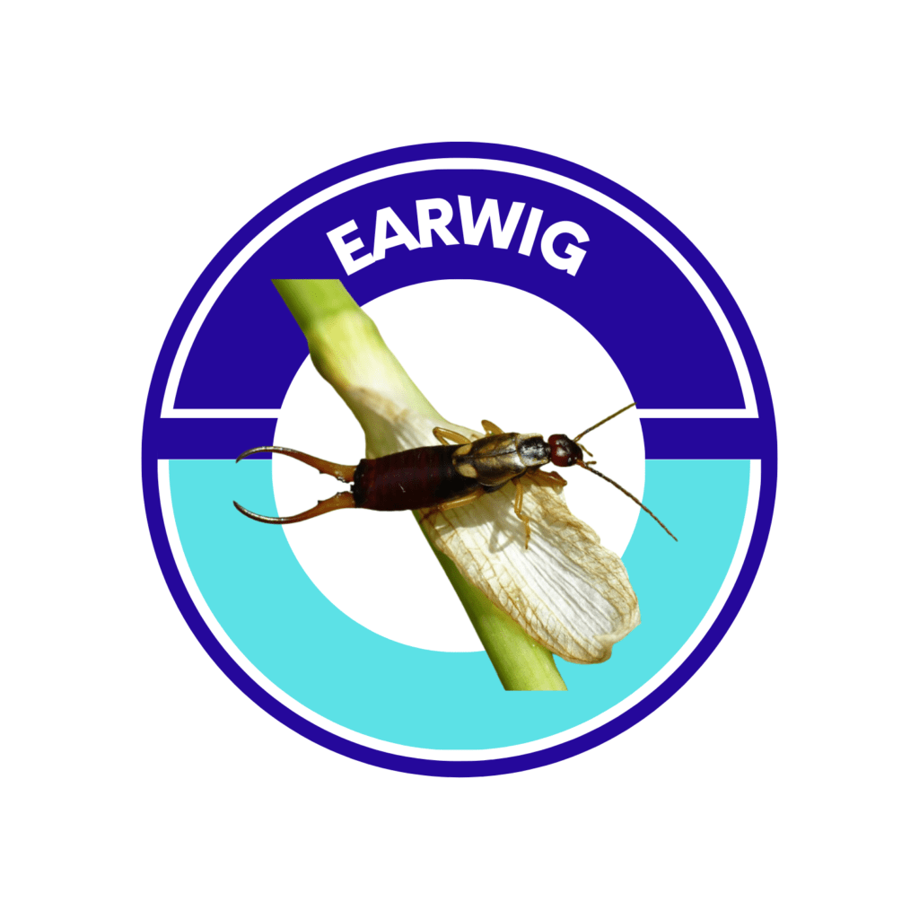 earwig pest control