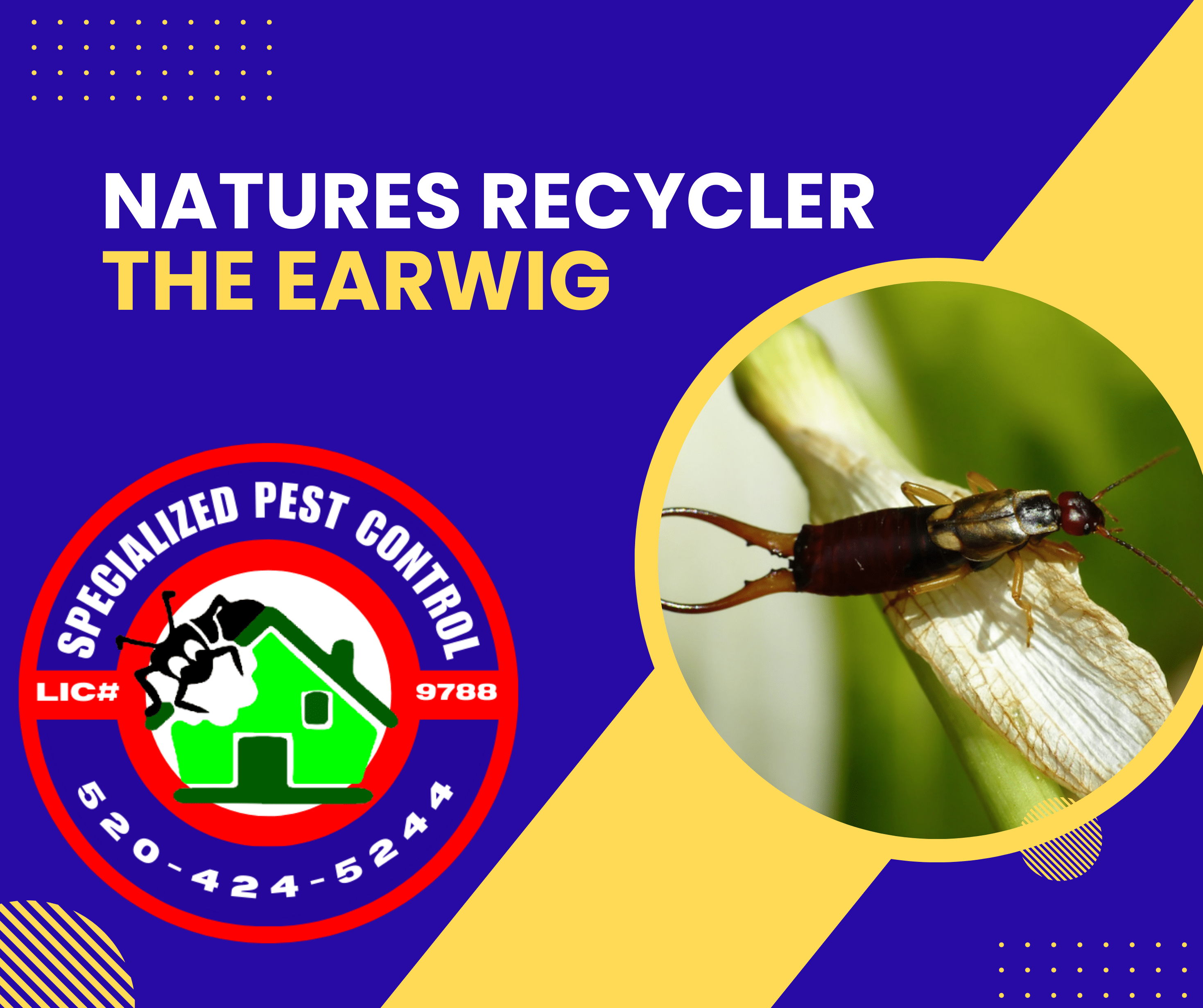 NATURES RECYCLER THE EARWIG