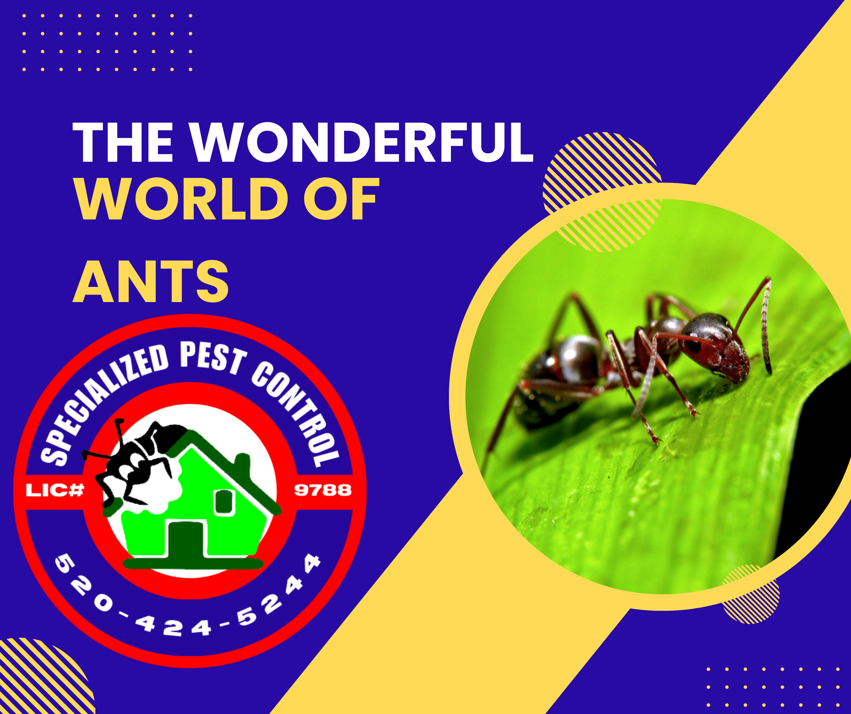 THE WONDERFUL WORLD OF ANTS PEST CONTROL